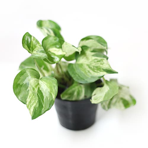 Rare and easy to grow houseplants _ Epipremnum aureum _ by Joinflower Joinfolila_